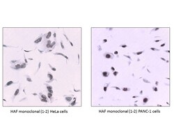 MilliporeSigma HAF/SART1, Mouse, Unlabeled, Clone: 1-2, 100&mu;L; Unlabeled:Antibodies,